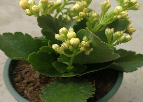 长寿花花谢后如何扦插繁殖