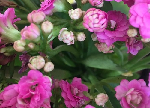 长寿花怎么护理长得好
