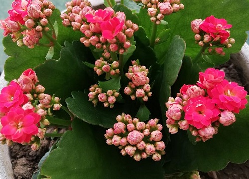 夏季怎么养长寿花能安全度过三伏天