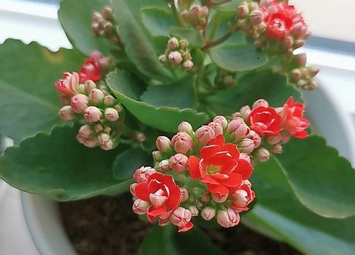 长寿花要怎么养花朵色彩丰富