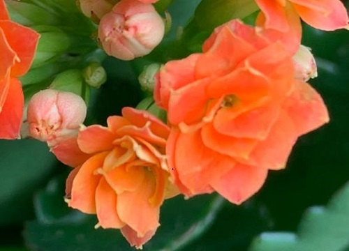 长寿花浇什么水花量暴增