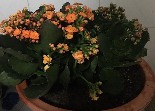 长寿花如何养护避免烂根