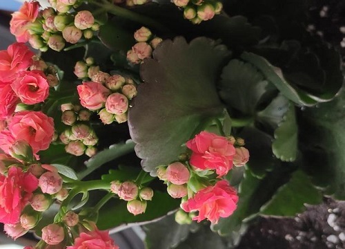 长寿花生长条件有限的环境下怎么养护