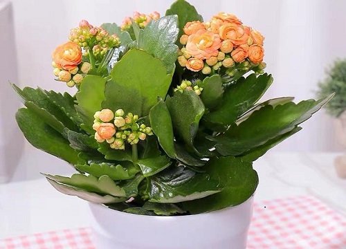 长寿花要做好哪些养护要点开花多