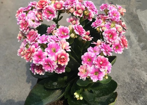长寿花如何养护在反季节开花