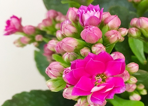 长寿花如何修剪避免叶片腐烂