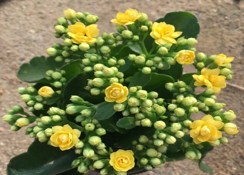 长寿花夏天怎样养护容易度夏