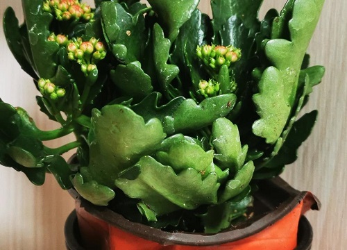 长寿花怎么正确防治虫害