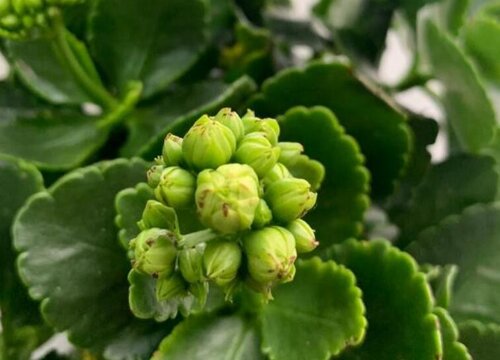 长寿花如何养护从此不会茎腐