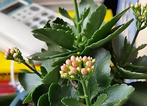 长寿花如何修剪枝叶不影响它的生长