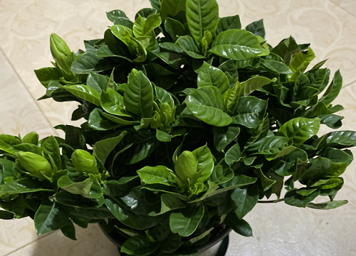 栀子花盆栽怎样养来年开花多（室内把栀子花养好茂盛）