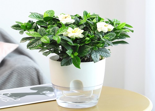 栀子花如何预防虫害
