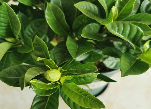 栀子花落花掉蕾的原因