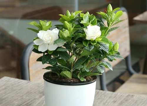 栀子花怎么养护快速复花