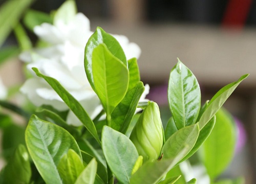 5月怎么养栀子花新芽花苞蹭蹭长