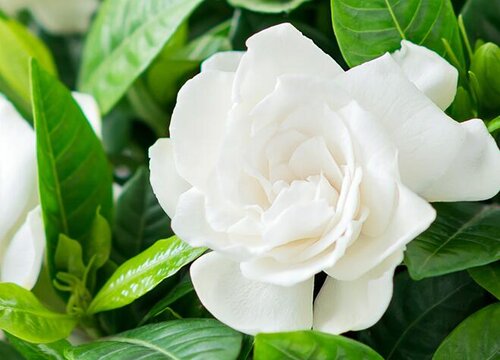 养殖栀子花如何避免经常落花蕾