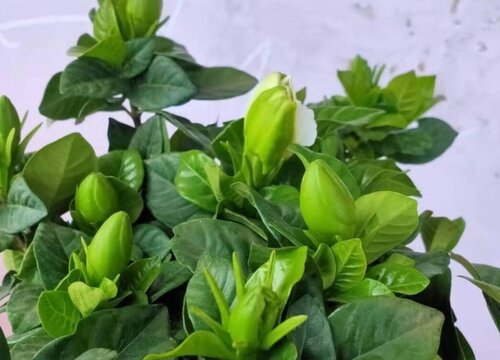 栀子花长花苞不开花是什么原因（一直有花苞好久不开）