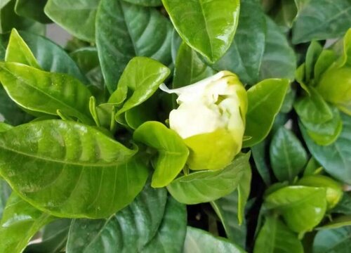 栀子花怎么养花苞长不停