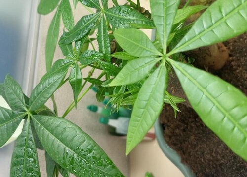 发财树盆栽怎么养长得好