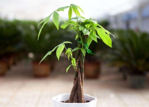 发财树度夏一定要避免的错误养护方法