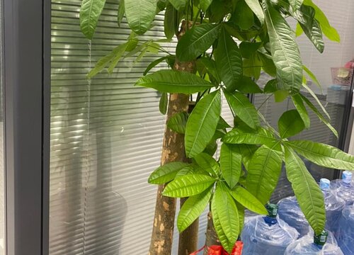发财树枝干干枯怎么办  需要如何处理