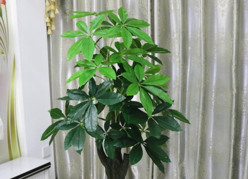 发财树夏天这样养护生长旺盛