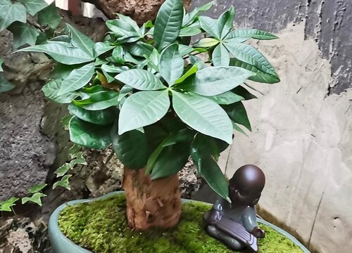 发财树长新芽需要怎么养护