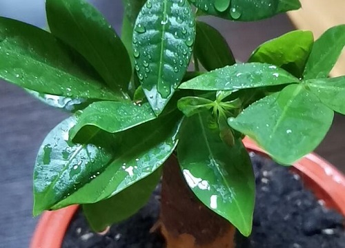 发财树如何养根根系粗壮
