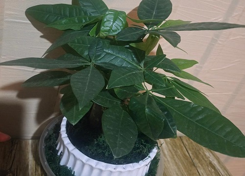 发财树总是养不好怎么办  如何养避免烂根茎杆黑腐现象