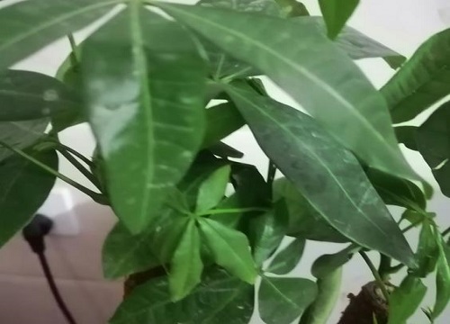 发财树如何养殖能够焕发新生