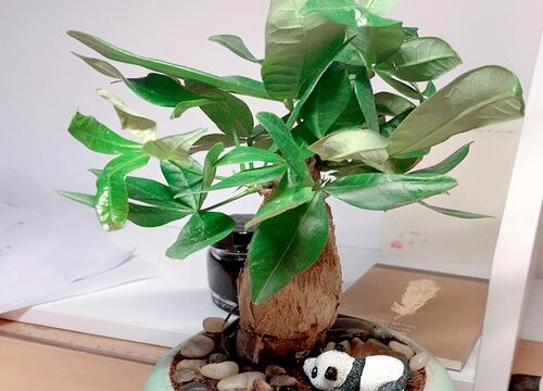 发财树如何正确养护养得好