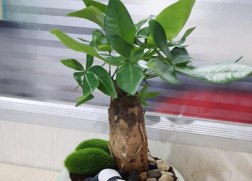 发财树烂根是什么原因  该怎么处理