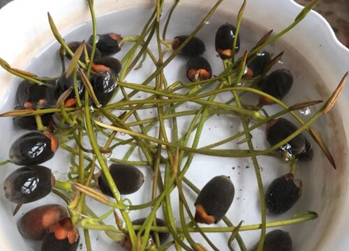 碗莲种子怎么处理长芽快