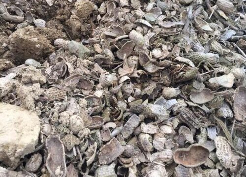 花生壳养护兰花需要注意哪些问题