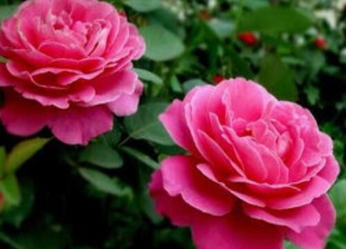 月季花品种