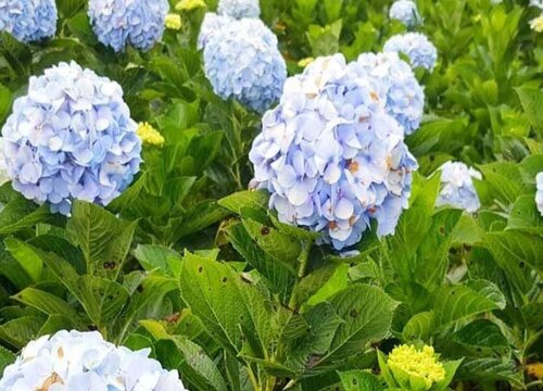 绣球花怎么进行正确的修剪