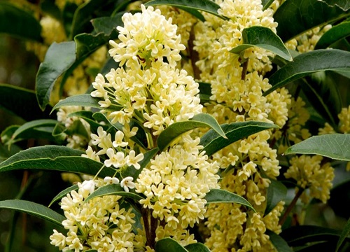 桂花在什么季节开放 有几个品种