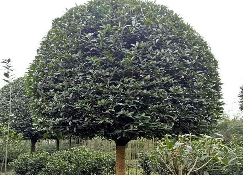屋后种什么树有靠山风水好 房子后面栽什么树合适