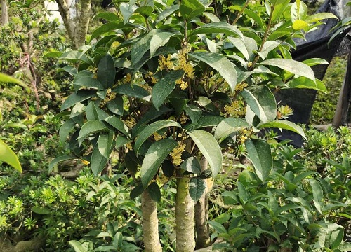 家有2棵桂花树不吉利吗 家门口种两棵桂花树好不好