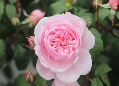 月季蜻蜓1