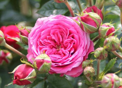 月季夏季生长缓慢吗（月季生长最快的温度与季节）