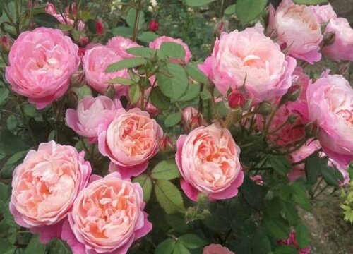 丰花月季品种