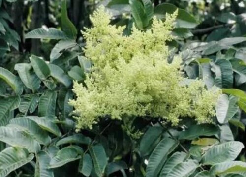 五倍子花的功效与作用 采花酿蜂蜜的蜜粉源