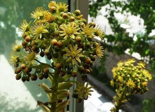 黑法师刚恢复生长怎么养护更健壮