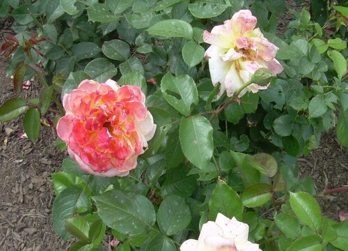 月季花枯枝需要怎么处理呢