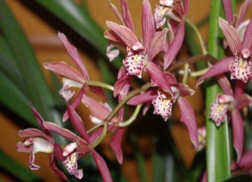 兰花在花期开花可以施什么肥