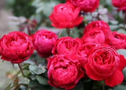 月季枝干怎么养护新芽都比较粗壮
