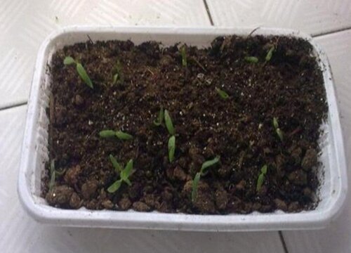 播种花卉的技巧
