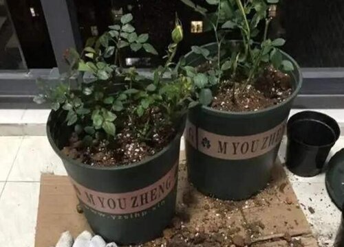 植物换盆后僵苗怎么处理（盆栽花卉僵苗枯萎如何恢复生长）