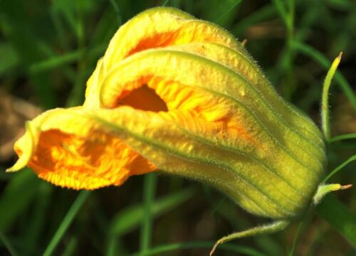 吃花的蔬菜有哪些 食花蔬菜种类名称及图片大全